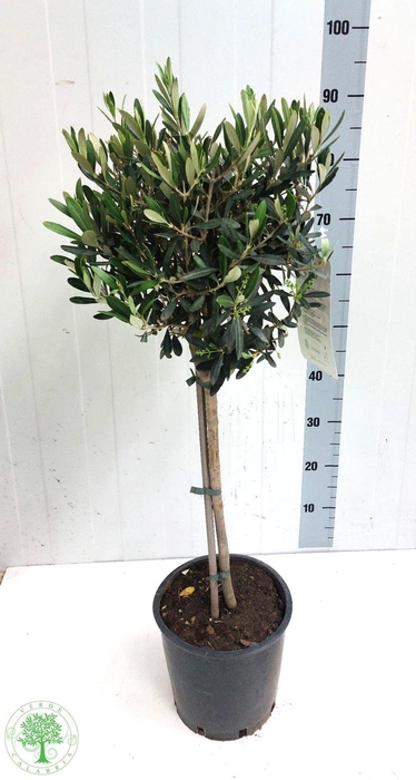 <h4>OLEA EUROPAEA</h4>