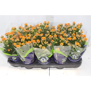 KALANCHOE DOBRADO P11 LARANJA