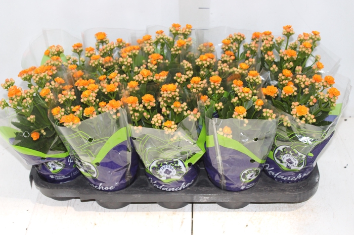 <h4>KALANCHOE DOBRADO P11 LARANJA</h4>