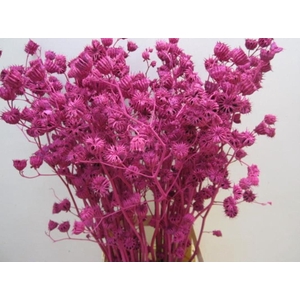 Abutilo A Cerise L80