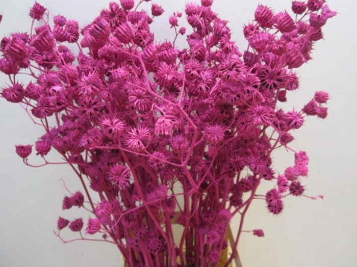 <h4>Abutilo A Cerise L80</h4>