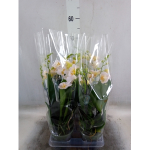 Phalaenopsis multi.   ...