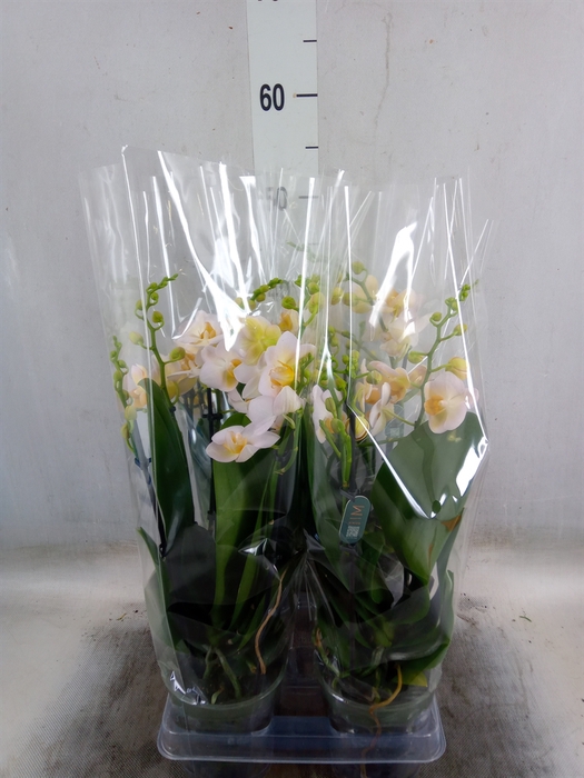 <h4>Phalaenopsis multi.   ...</h4>