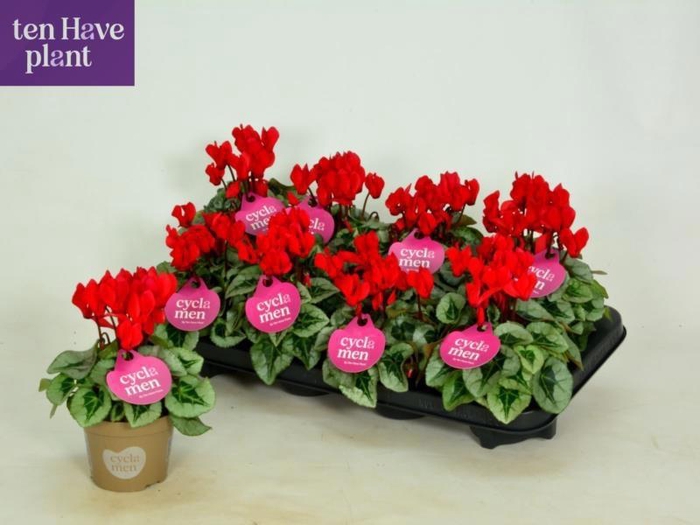 <h4>CYCL KL SUP PICASSO</h4>