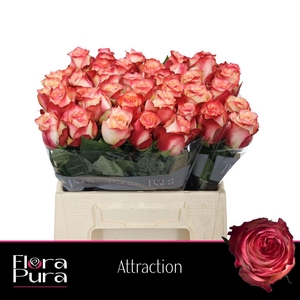 R GR ATTRACTION