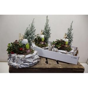 Arr Tuinplanten In Houten Bakje