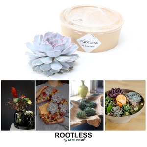 ROOTLESS Echeveria lilacina 12-14 cm kraft box DIY