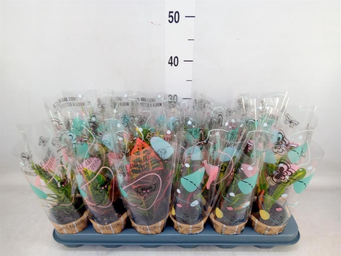 <h4>Codiaeum var. KL   ...mix 3</h4>