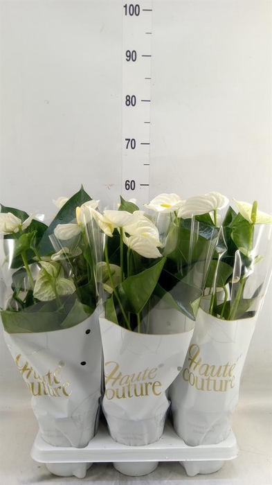 <h4>Anthurium andr. 'Cocos'</h4>