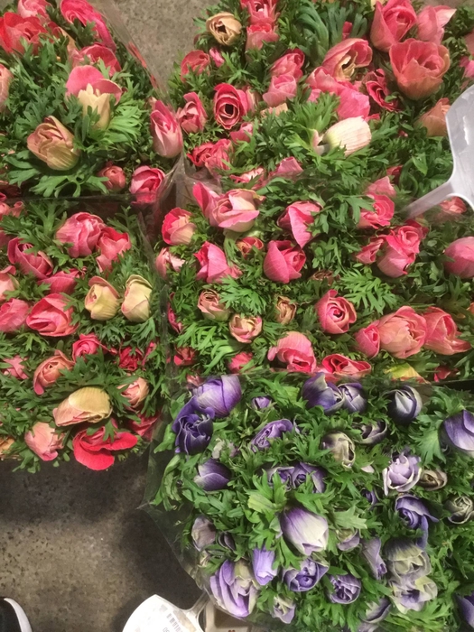 ANEM MISTRAL SR RED SUPER