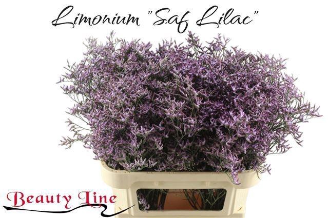 <h4>LIM SAF LILAC</h4>