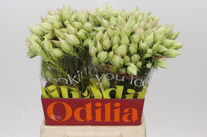 <h4>Blushing Bride 4/6 Flowers</h4>
