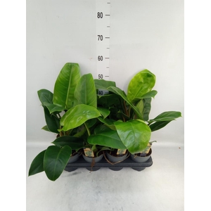 Philodendron  'Imperial Green'