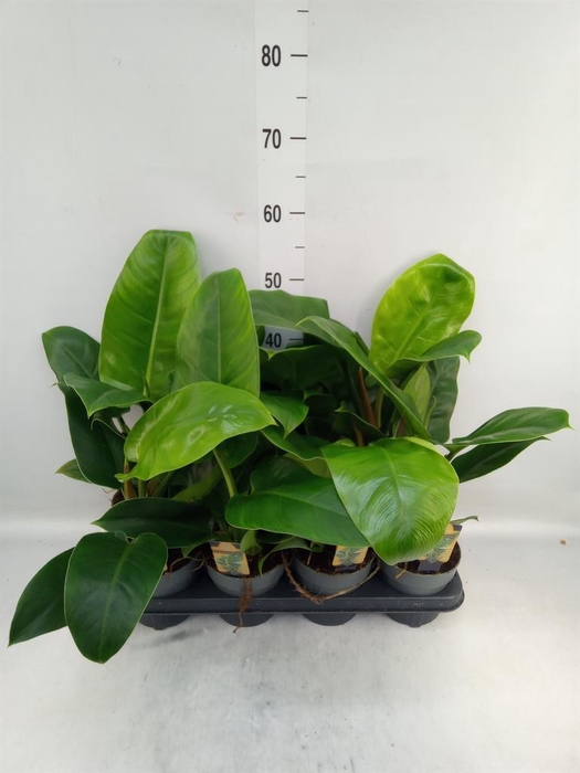 <h4>Philodendron 'Imperial Green'</h4>