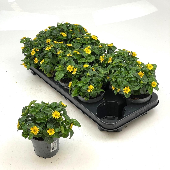 <h4>SANV PROCUMBENS</h4>