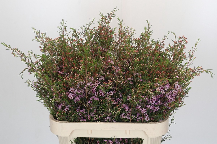 <h4>Chamelaucium Early Nir</h4>