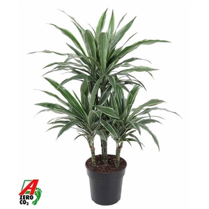 Dracaena f Deremensis Grp Warneckei