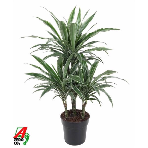 <h4>Dracaena f Deremensis Grp Warneckei</h4>