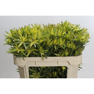 Leucadendron Pisa Spray