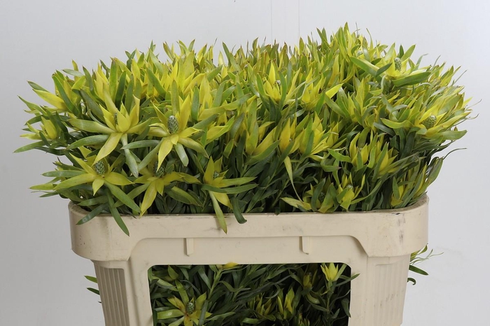 Leucadendron Pisa Spray