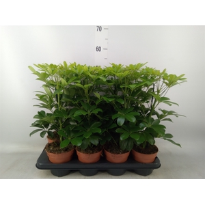 Schefflera arbor. 'Nora'