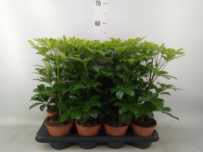 <h4>Schefflera arbor. 'Nora'</h4>