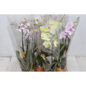 PHALAENOPSIS MINI P09 2 HT