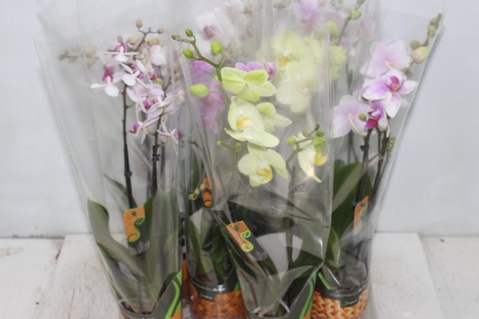 <h4>PHALAENOPSIS MINI P09 2 HT</h4>