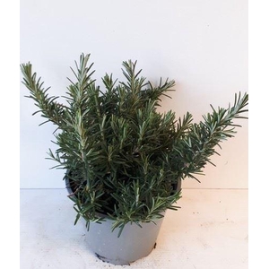Rosmarinus offi. 'Prostratus'