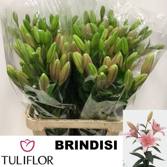 <h4>LI LA BRINDISI</h4>