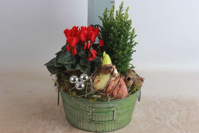 <h4>ARR HIPPEASTRUM</h4>