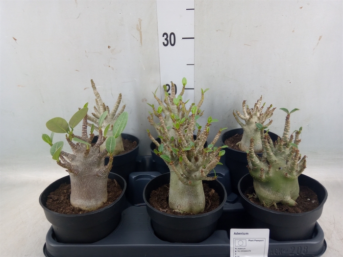 <h4>Adenium NB 'Ansu Baobab'</h4>