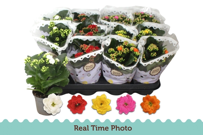 <h4>KAL GE GEM 5 KL</h4>