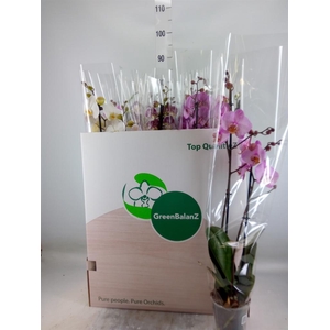 Phalaenopsis   ...mix