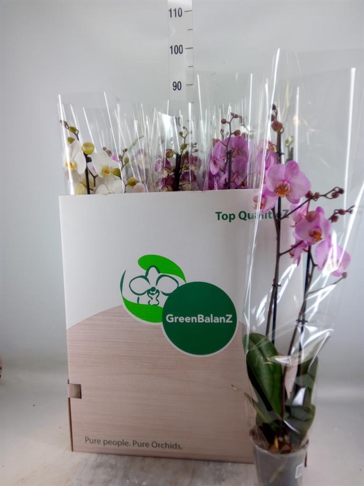 <h4>Phalaenopsis   ...mix</h4>