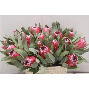 Protea Sheila