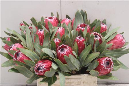 <h4>Protea Sheila</h4>