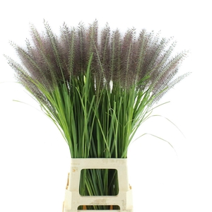Pennisetum Redhead