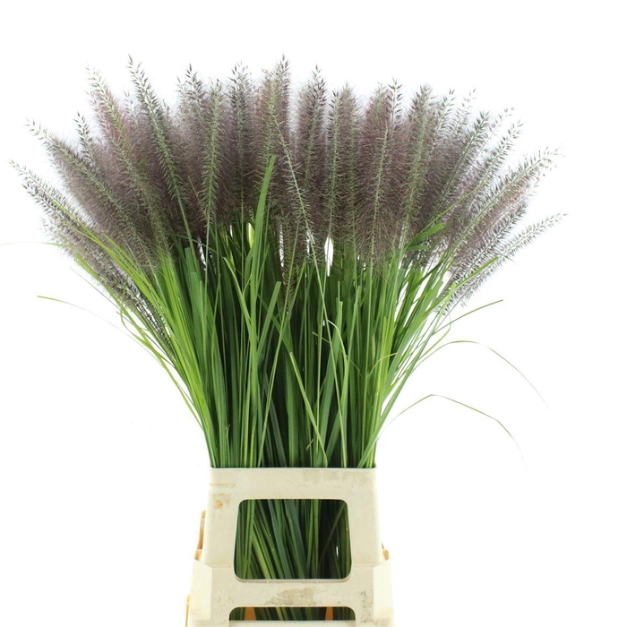 <h4>Pennisetum Redhead</h4>
