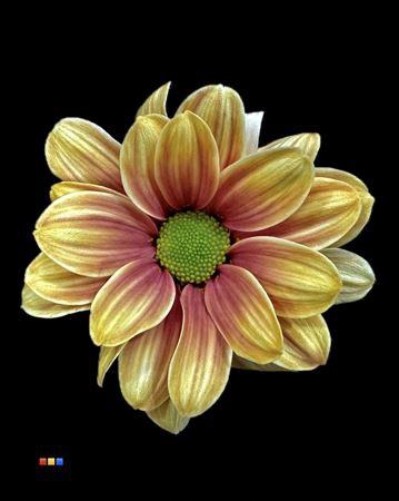 <h4>Chr T Kennedy Camel</h4>