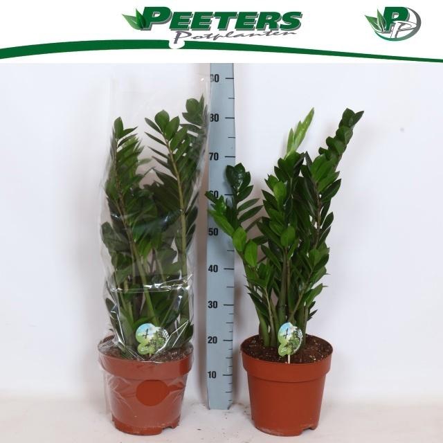 arr8 Zamio Zamiifolia