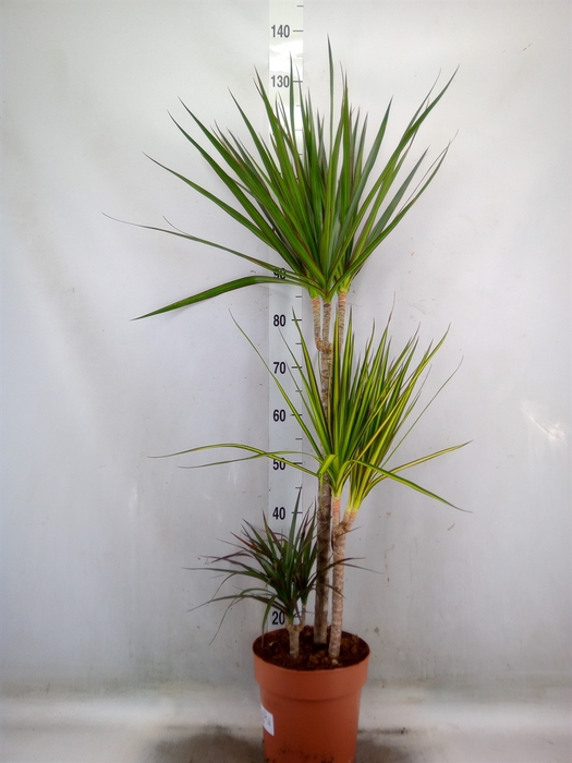 <h4>Dracaena marg.   ..mix 3</h4>