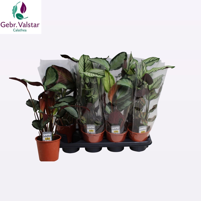 <h4>CALAT GEM 2 SRT</h4>