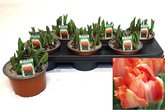 <h4>TUL OV DUBBEL</h4>