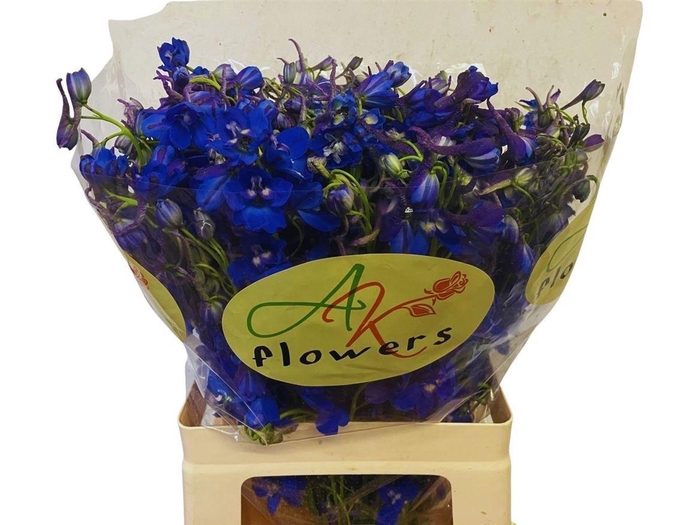 <h4>DELPH EN DONNA</h4>