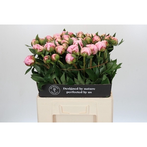 Paeonia Sarah Bernhardt