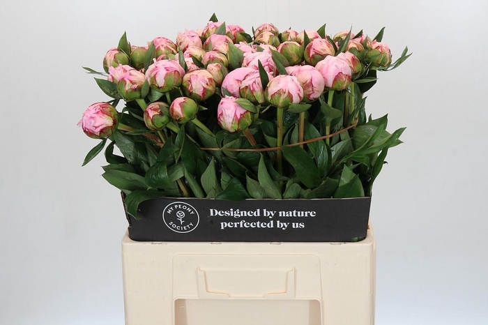 <h4>Paeonia Sarah Bernhardt</h4>