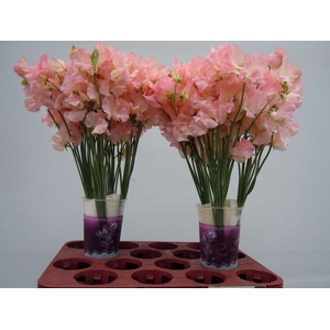 Lathyrus Parfum Salmon