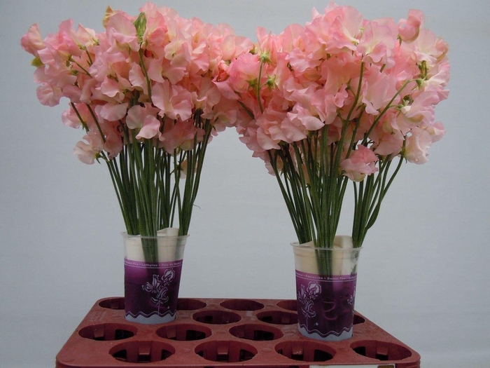 <h4>Lathyrus Parfum Salmon</h4>