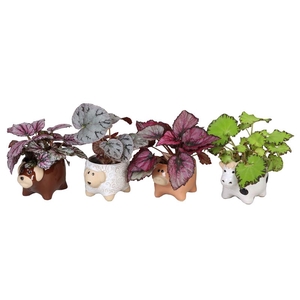 BEGONIA MIX P6 L 66620